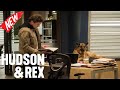 Hudson & Rex 2024 | The Hunt | Hudson & Rex New Episodes 2024 Full HD