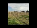 the tiny vineyard of château guillot clauzel