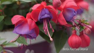 Bella Fuchsia ® Maria * - Garden Plants with Flowers all summer long!