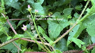 며느리밑씻개 Persicaria senticosa ママコノシリヌグイ자료 刺蓼 야생화를 찾아서(422)  in search of wildflowers 신봉마을