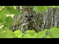 kattuggla tawny owl strix aluco klipp 2577