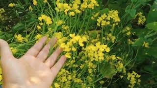 বছরের শুরুতেই সরিষা ফুলের সুভাষ।At the beginning of the year, the mustard flower blooms.