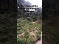 Elephants move across a stream in Nagarahole tiger reserve Kabini