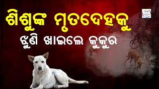 ୨ ଶିଶୁଙ୍କ ମୃତଦେହକୁ ଝୁଣି ଖାଇଲେ କୁକୁର || Balasore || odisha || Samajalive ||