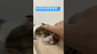 ネコおじのマッサージが気持ちよくて寝ちゃった猫#shorts