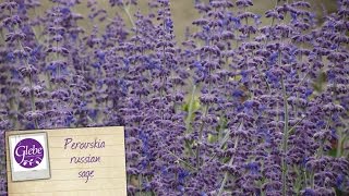 Perovskia Russian sage