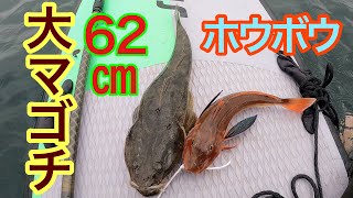 【怪物】ヒラメマゴチ狙いで怪物マゴチとホウボウが釣れた！！