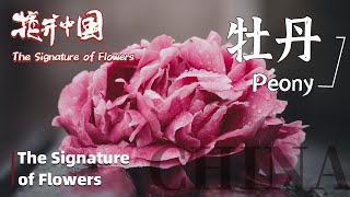 【The Signature of Flowers】花开中国 EP5 Peony 牡丹