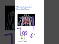 Anatomy Thorax 265 right and left lung difference viva