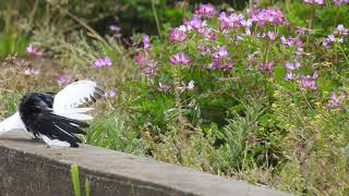 鳥の求愛ダンス　ハクセキレイWhite Wagtail / Motacilla alba