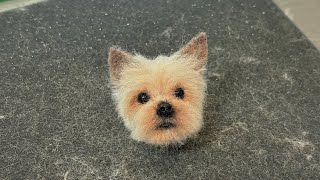 양모펠트 강아지 만들기 요크셔 테리어 / Needle Felt dog Yorkshire Terrier