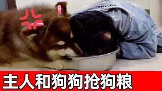 【钱袋爱吃肉】铲屎官假装和狗狗抢食物，狗子以为主人喜欢吃狗粮，天天绞尽脑汁给主人喂狗粮！