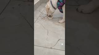 dog eating pedigree throwing most of them outside #shorts#youtube#shortsvideo