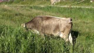 Swiss Brown Cows at Simplon Dorf