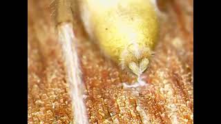 Yellow Sac Spinnerets