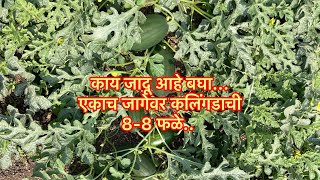 कलिंगडाच्या भरपूर सेटिंग साठी नवीन कलिंगड वान #जॉन्सन | #Jonson watermelon fruit Setting in Winter