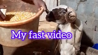 ನನ್ನ ಮೊದಲನೆ video feed ಆಕುವ ವಿಧಾನ Sheep farming in karnataka