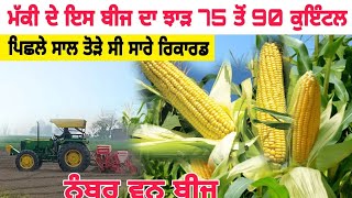 best maize seed,yeild 75 to 90 quintal/ਮੱਕੀ ਦਾ ਸਭ ਤੋਂ ਵੱਧ ਝਾੜ ਦੇਣ ਵਾਲਾ ਬੀਜ