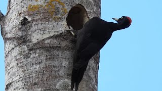 Spillkråka läte. Schwarzspecht Ruf. Pic noir cri. Black Woodpecker Call. Palokärki ääni