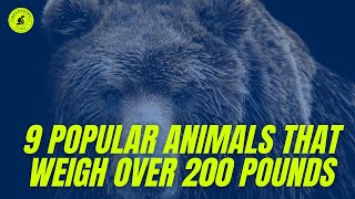 9 Popular Animals That Weigh Over 200 Pounds - Weight Of Heavy Animals