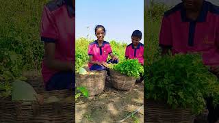 # ప్రకృతి వ్యవసాయం#న్యాచురల్ ఫామింగ్ #organic farming   #trending #telugu #farming #ఆర్గానిక్ #laasy