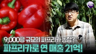 9,000평 규묘의 파프리카 농장? 파프리카로 연 매출 21억!｜네모세모