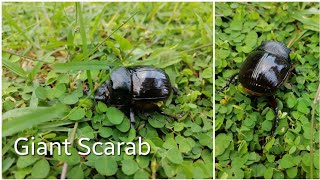 Giant Rhinoceros Beetle | Oryctes rhinoceros | Srilankan Scarab | GO Art Life