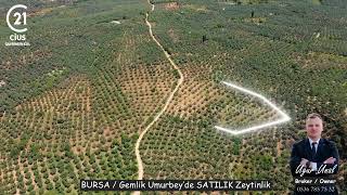 BURSA / Gemlik Umurbey’de Deniz Manzaralı Satılık Zeytinlik Portföyümüz 📣Arsa/Arazi Drone Çekimi