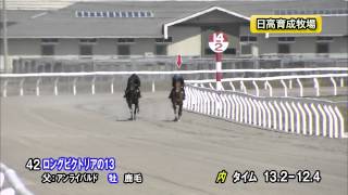 【2015育成馬展示会　調教映像】上場番号42 ロングビクトリアの１３