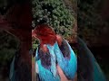 Kingfisher bird | king Fisher😱😱 #Kingfisher #Shorts video