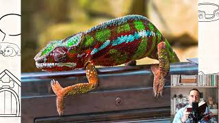 Chameleon. Pros and Cons, Price, How to choose, Facts, Care, History