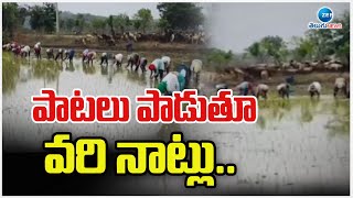 Village Songs While Sowing Paddy | పాటలు పాడుతూ వరి నాట్లు..  | ZEE Telugu News