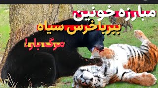 ببر قوی تره یا خرس نبرد ببر وخرس فیلم واقعی 😳