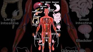 The Human Internal Organs: An Overview  ✨