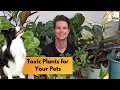 Common Toxic Plants for Dogs & Cats - eDog Australia