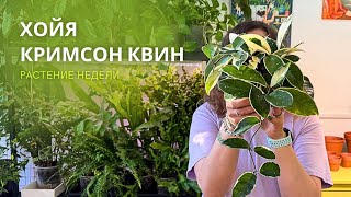 ХОЙЯ Кримсон Квин 🌱 растение недели