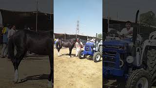 Beautiful Marwari Stallion in Beri Horse Fair