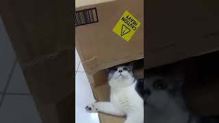 Cat steals the spotlight from Christmas 🤩| Funny epic video