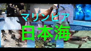 日本海側最大の水族館！！マリンピア日本海（新潟県新潟市）　貴重なラッコの映像も収録！！