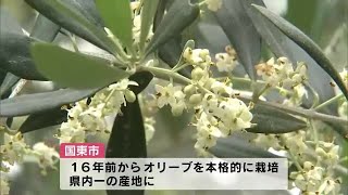 国東　白く可憐「オリーブの花」咲く　大分県内一のオリーブの産地