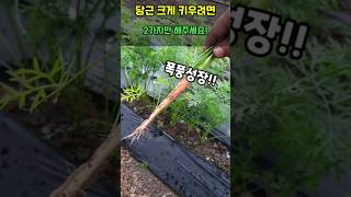 당근 크게 키우시려면 지금부터 딱 2가지만 해주세여 #당근키우기