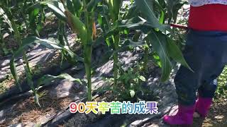 農場扎記，玉米田，採收玉米，corn