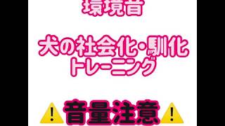 【犬のしつけ】いろんな環境音に慣らしておこう！