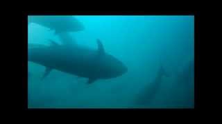 Tuna Diving 19JUN2014