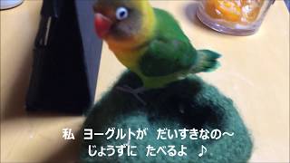 ヨーグルトを上手に食べるボタンインコ