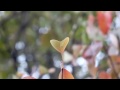 autumn leaves 11 free hd stock footage on vimeo