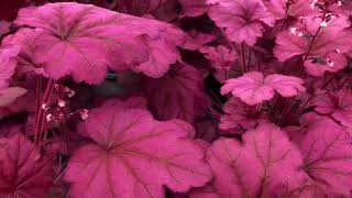 Heuchera Primo Wild Rose