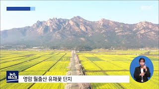 보는 유채꽃에서 먹는 유채유까지[목포MBC 뉴스데스크]