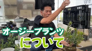 大人気のオージープランツの事について　植え替え　土　岐阜農場　【おうちでガーデニング】開花園チャンネル