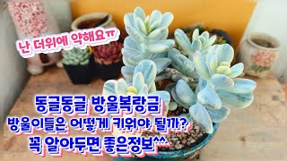 동글동글 방울복랑금~방울이들 키울때 꼭 알아야 이것은? ^^